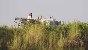The ubiquitous ox cart