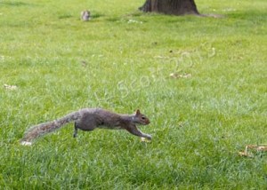Squirrel03