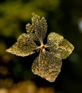 Ghost © Carole Scott 2013