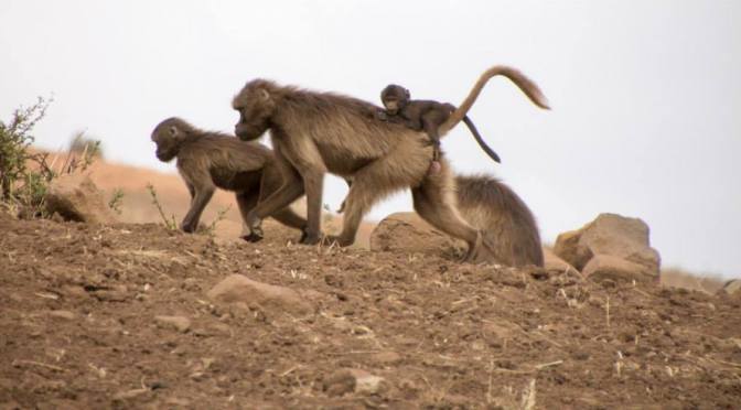 Ethiopia: Further into the Simien Mountains