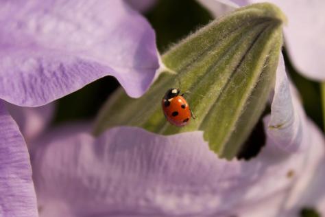 471407_10150819986491086_939926219_o